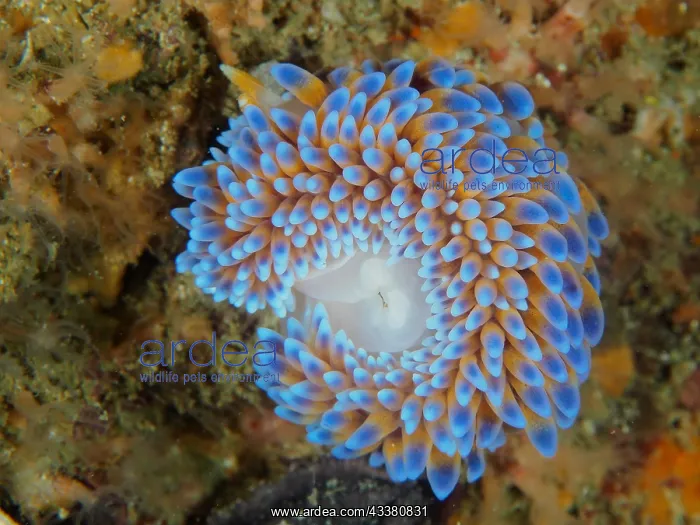 : Silvertip nudibranch (Janolus capensis), False Bay : Silvertip nudibranch (Janolus capensis), False Bay