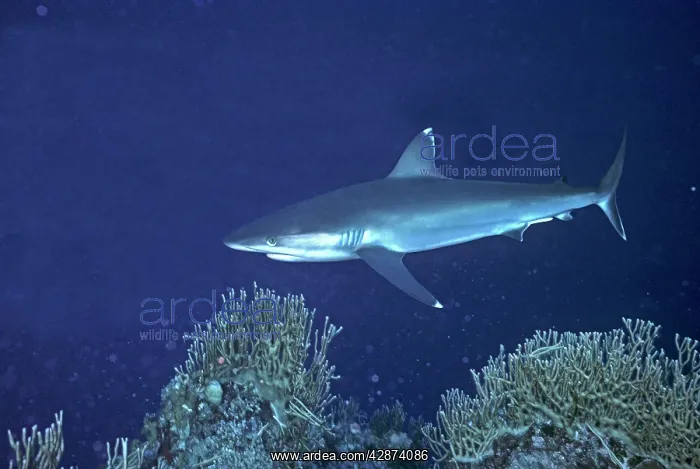 : Silvertip Reef Shark - these beautiful sharks grow : Silvertip Reef Shark - these beautiful sharks grow