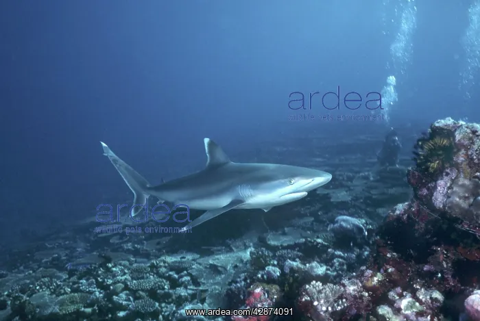 : Silvertip Reef shark - female, these beautiful : Silvertip Reef shark - female, these beautiful