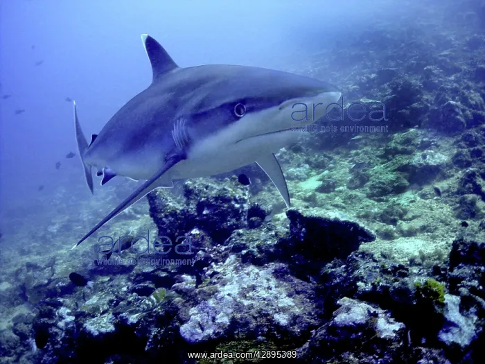 : Silvertip Shark - The most beautiful of all sharks : Silvertip Shark - The most beautiful of all sharks