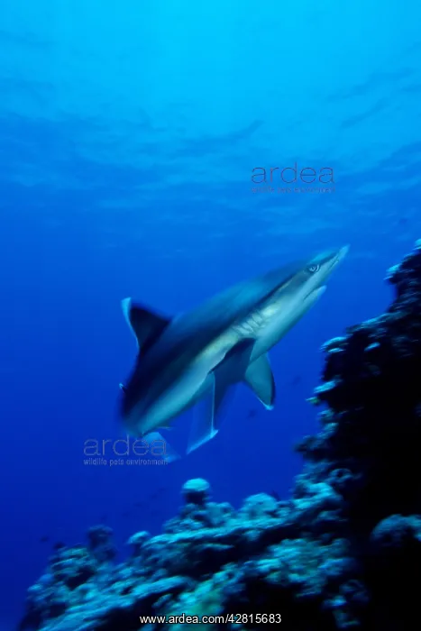 : Silvertip shark, Carcharhinus albimarginatus, Witu island, W : Silvertip shark, Carcharhinus albimarginatus, Witu island, W