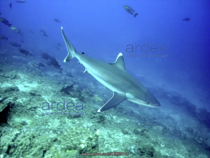 : Silvertip Shark - Feeds on small sharks, rays, fish