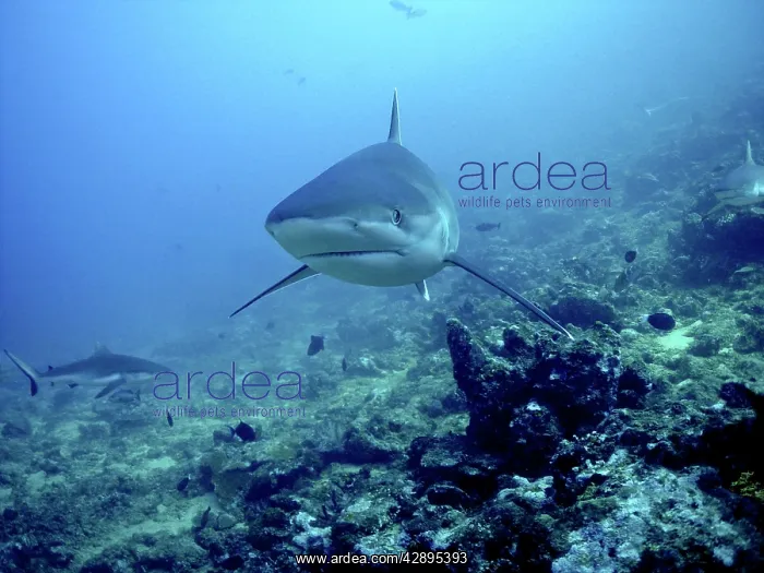 : Silvertip Shark - Potentially dangerous, found : Silvertip Shark - Potentially dangerous, found