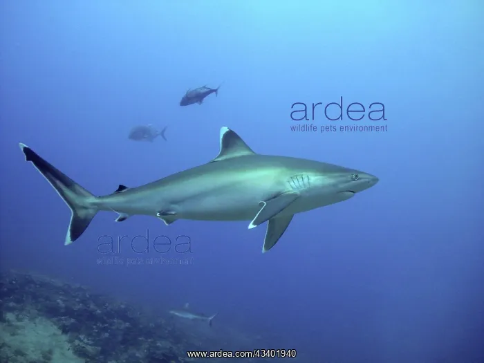 : Silvertip Shark - potentially dangerous. Found : Silvertip Shark - potentially dangerous. Found