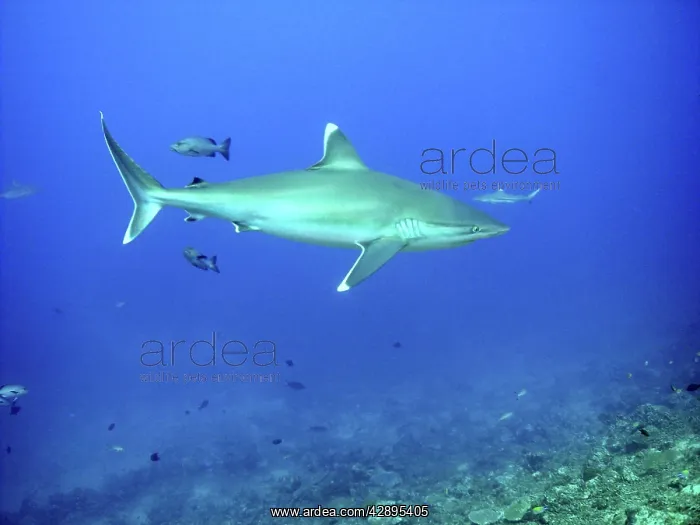 : Silvertip Shark - potentially dangerous, feeds : Silvertip Shark - potentially dangerous, feeds