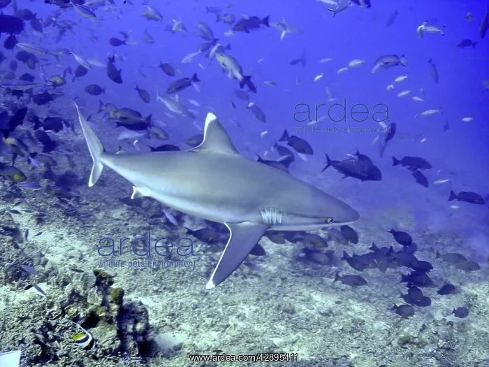 : Silvertip Shark - potentially dangerous. feeds : Silvertip Shark - potentially dangerous. feeds