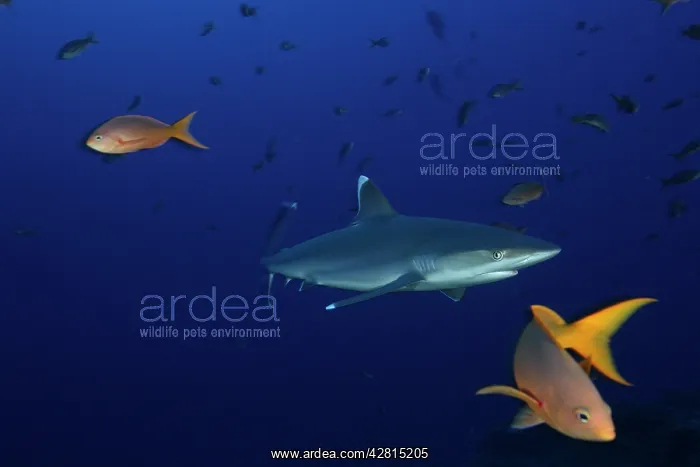 : Silvertip Shark - San Benedicto Revillagigedo Socorro Island : Silvertip Shark - San Benedicto Revillagigedo Socorro Island
