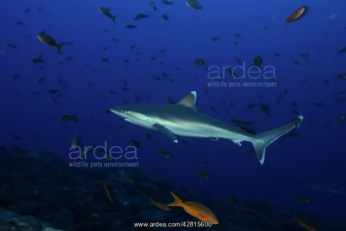 : Silvertip Shark - San Benedicto Revillagigedo Socorro Island : Silvertip Shark - San Benedicto Revillagigedo Socorro Island