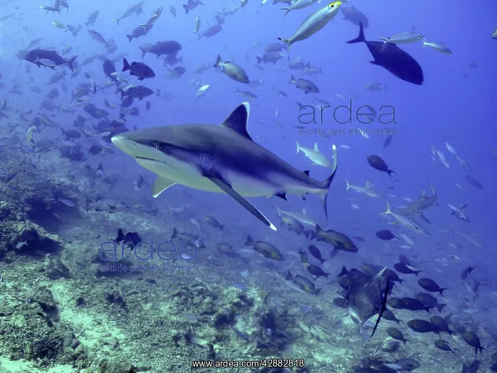 : Silvertip Shark - swimming through school of fish : Silvertip Shark - swimming through school of fish