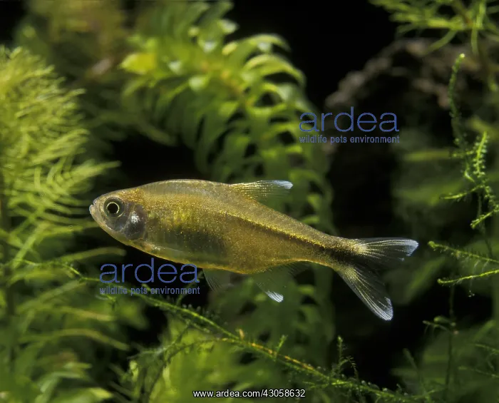  : Silvertip tetra