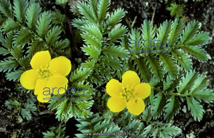  : Silverweed