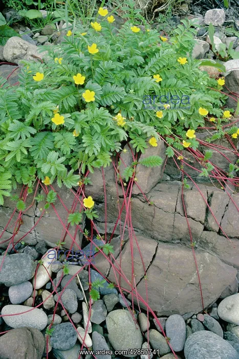 : SILVERWEED : SILVERWEED