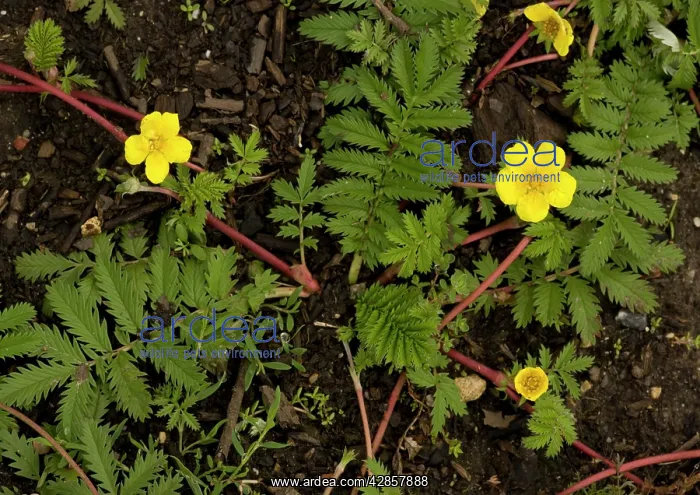 : Silverweed : Silverweed