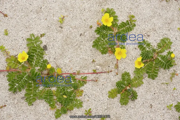 : Silverweed - growing in clumps on sand : Silverweed - growing in clumps on sand