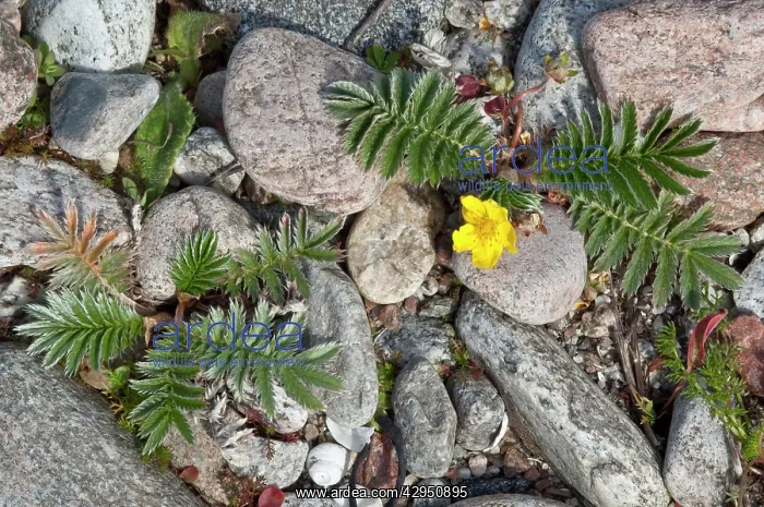 : Silverweed - growing between cobbles : Silverweed - growing between cobbles