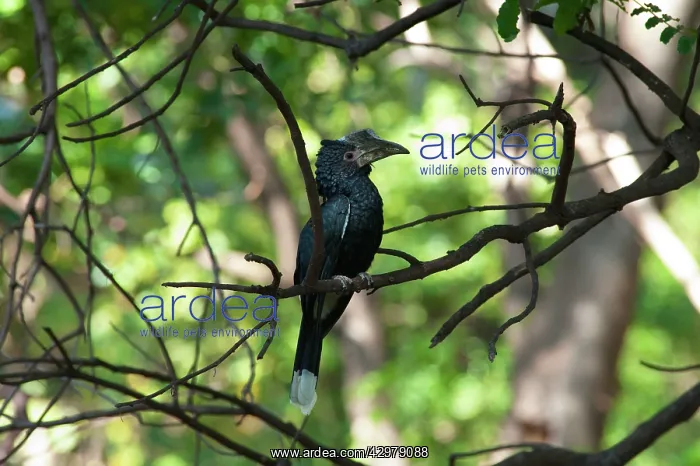 : Silvery-beaked Hornbill : Silvery-beaked Hornbill