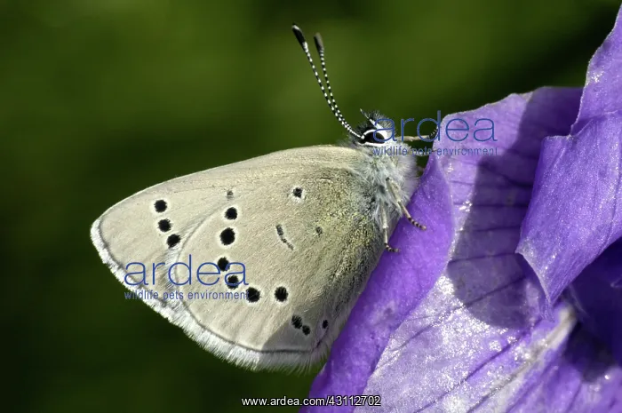 : Silvery Blue Butterfly : Silvery Blue Butterfly