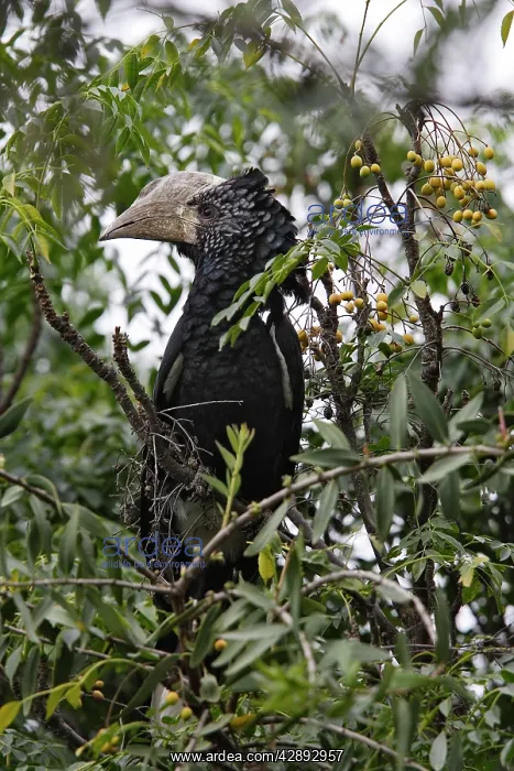 : Silvery-cheeked Hornbill : Silvery-cheeked Hornbill