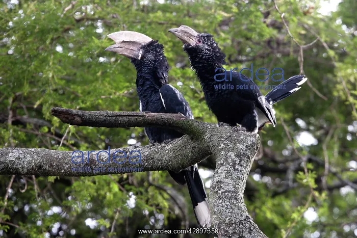  : Silvery-cheeked Hornbill
