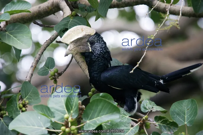 : Silvery-cheeked Hornbill : Silvery-cheeked Hornbill