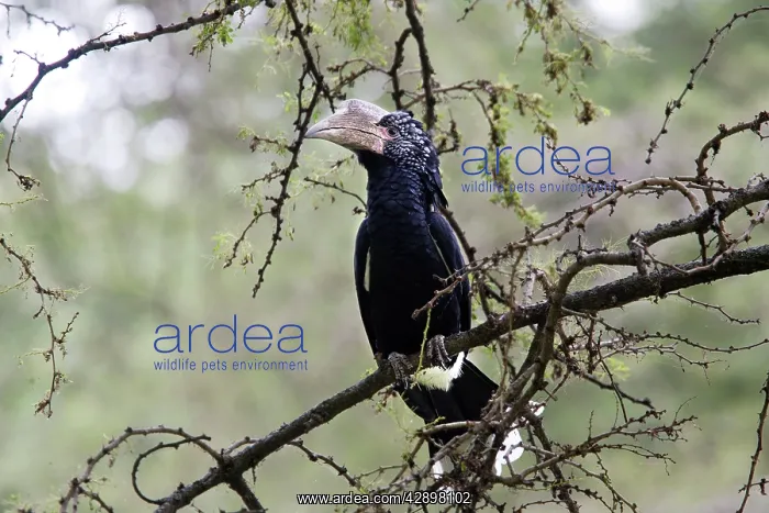 : Silvery-cheeked Hornbill : Silvery-cheeked Hornbill