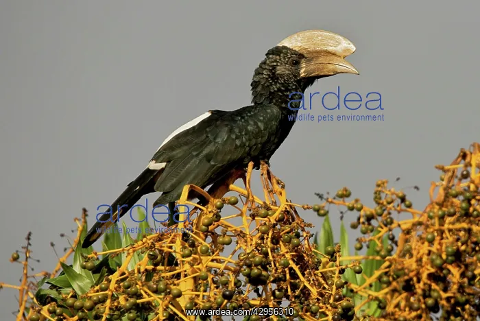 : Silvery Cheeked Hornbill among Dracaena fruits : Silvery Cheeked Hornbill among Dracaena fruits
