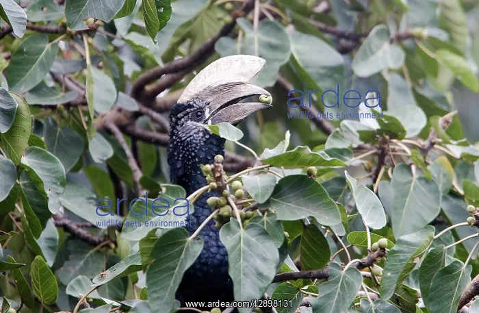  : Silvery-cheeked Hornbill - eating
