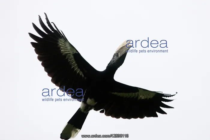 : Silvery-cheeked Hornbill - in flight : Silvery-cheeked Hornbill - in flight