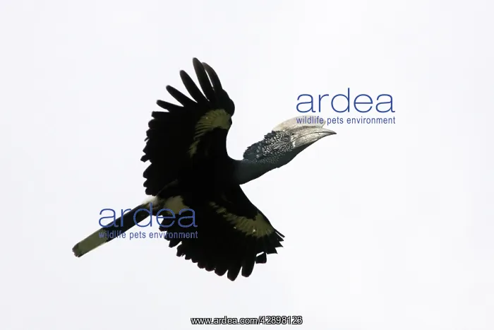 : Silvery-cheeked Hornbill - in flight : Silvery-cheeked Hornbill - in flight