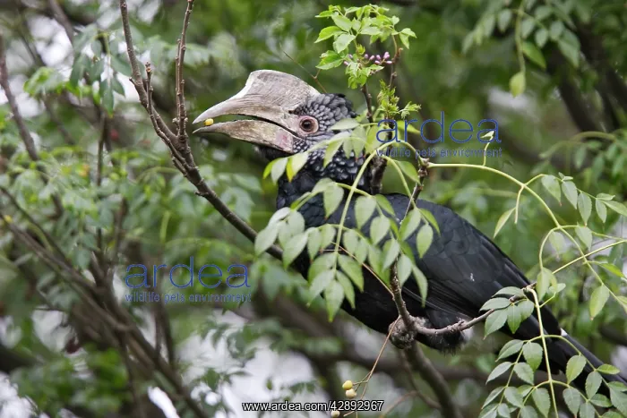 : Silvery-cheeked Hornbill - with food in beak : Silvery-cheeked Hornbill - with food in beak