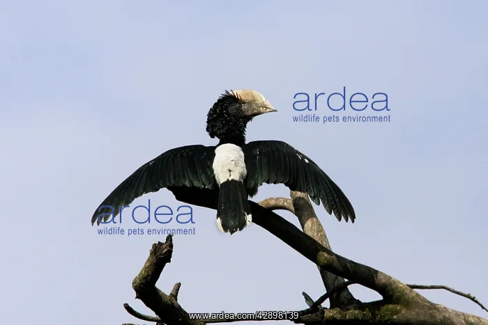 : Silvery-cheeked Hornbill - with wings spread : Silvery-cheeked Hornbill - with wings spread