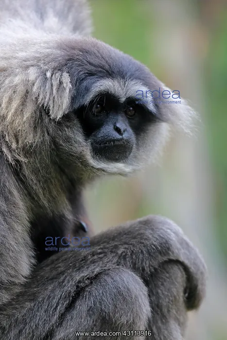 : Silvery gibbon (Hylobates moloch), Java gibbon : Silvery gibbon (Hylobates moloch), Java gibbon