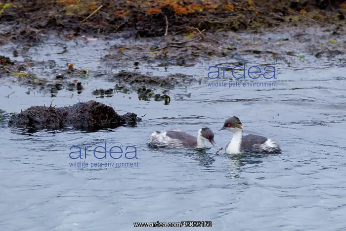 : Silvery Grebe : Silvery Grebe