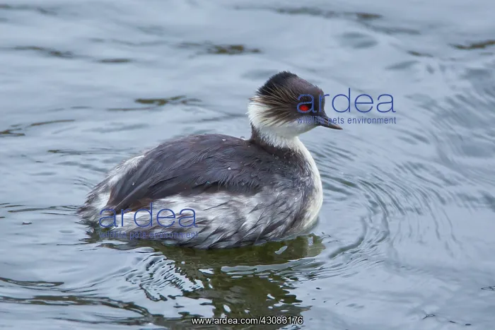 : Silvery Grebe : Silvery Grebe