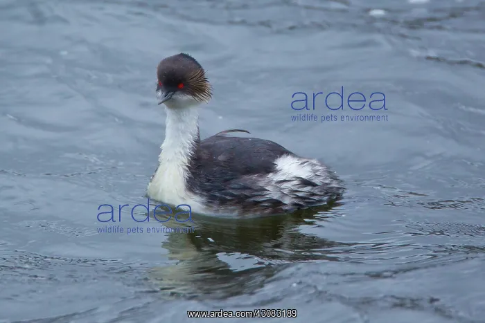 : Silvery Grebe : Silvery Grebe