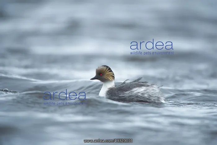 : Silvery Grebe : Silvery Grebe