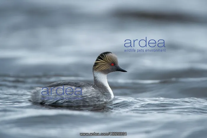 : Silvery Grebe : Silvery Grebe