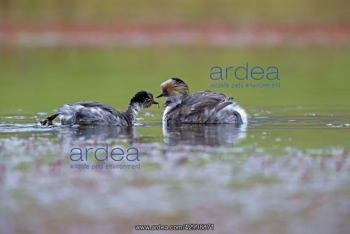  : Silvery Grebe female with chick on back