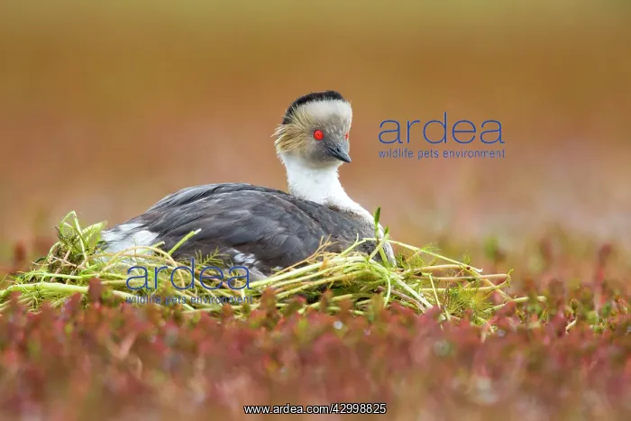 : Silvery Grebe on nest : Silvery Grebe on nest