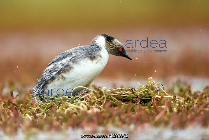 : Silvery Grebe on nest : Silvery Grebe on nest