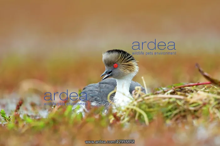 : Silvery Grebe on nest : Silvery Grebe on nest