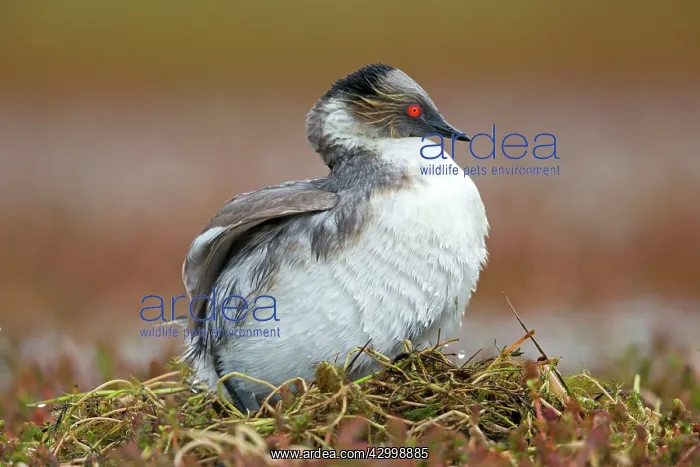 : Silvery Grebe on nest : Silvery Grebe on nest
