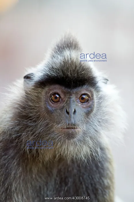 : Silvery Lutung / Silvered Leaf Monkey / : Silvery Lutung / Silvered Leaf Monkey /