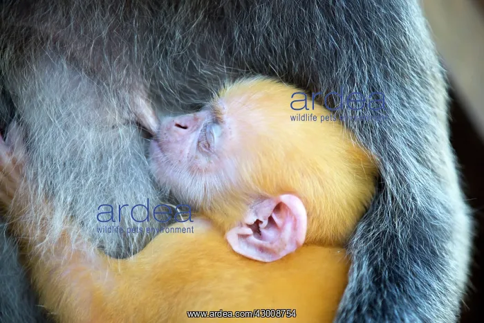 : Silvery Lutung / Silvered Leaf Monkey / : Silvery Lutung / Silvered Leaf Monkey /