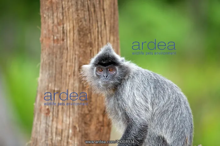 : Silvery Lutung / Silvered Leaf Monkey / : Silvery Lutung / Silvered Leaf Monkey /