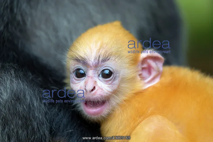 : Silvery Lutung / Silvered Leaf Monkey / : Silvery Lutung / Silvered Leaf Monkey /