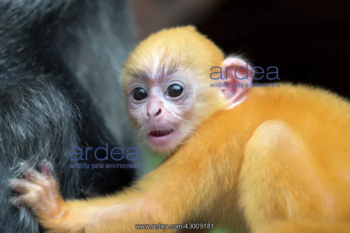 : Silvery Lutung / Silvered Leaf Monkey / : Silvery Lutung / Silvered Leaf Monkey /