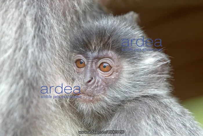 : Silvery Lutung / Silvered Leaf Monkey / : Silvery Lutung / Silvered Leaf Monkey /