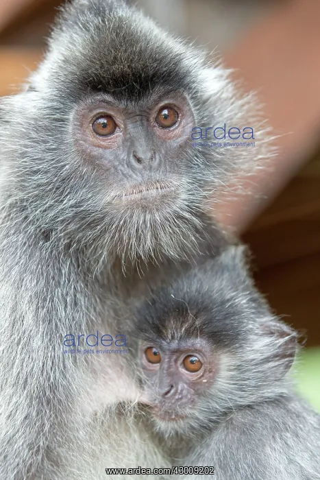 : Silvery Lutung / Silvered Leaf Monkey / : Silvery Lutung / Silvered Leaf Monkey /