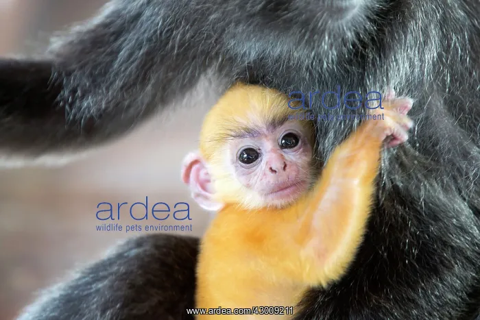 : Silvery Lutung / Silvered Leaf Monkey / : Silvery Lutung / Silvered Leaf Monkey /